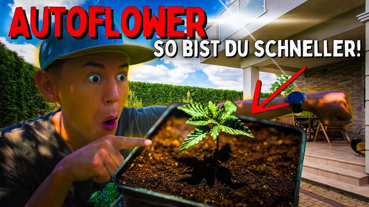 Viele machen es Outdoor falsch &ndash; so nutzt du das Wetter richtig f&uuml;r deine Automatic Pflanzen!
