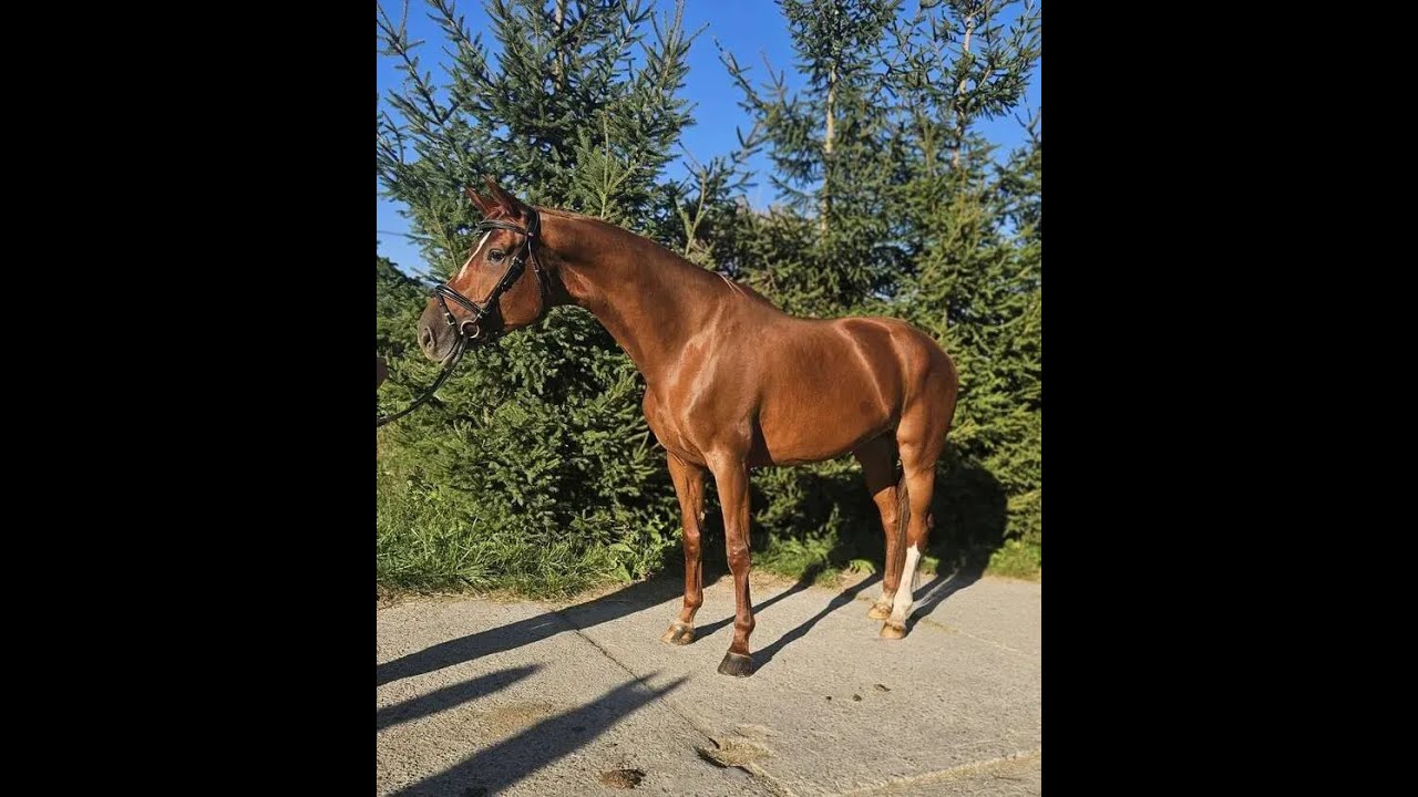 Oldenburger | Talented Young Mare | Golden Flower @TMHorsesPonies