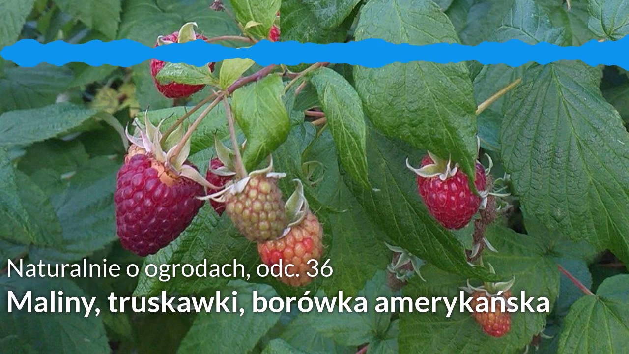 NoO 36: Maliny, truskawki, borówka amerykańska