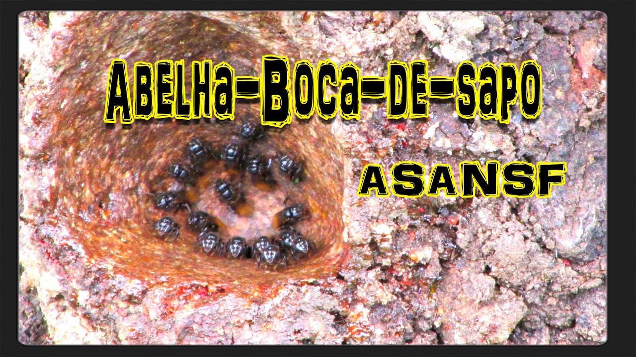 Abelha-Boca-de-Sapo (Partamona helleri) Aprendendo sobre abelhas nativas sem ferrão 9