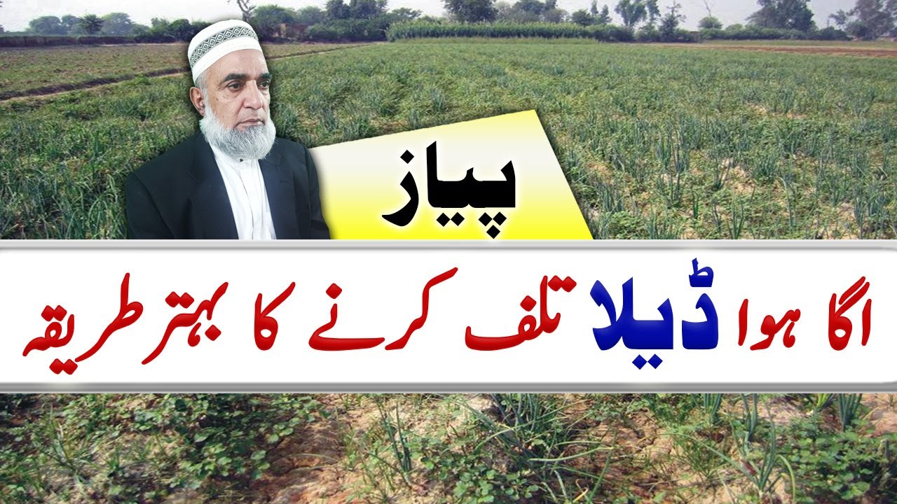 How to control Deela from Onion crop || Crop Reformer