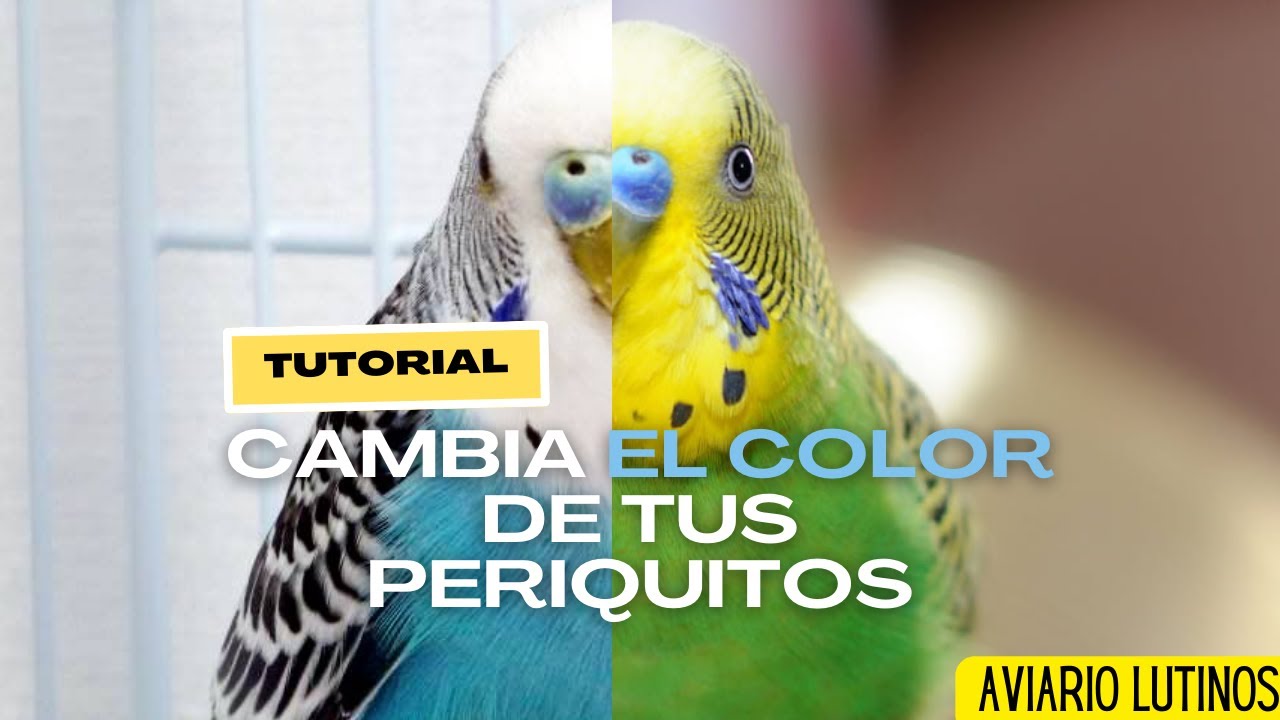[TUTORIAL] Cambia EL COLOR de tus periquitos