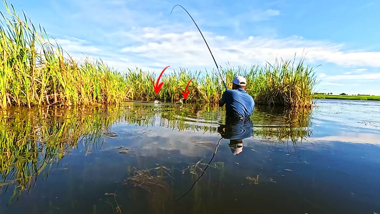 Uma buraca entre a lagoa e a taboa só tem peixe pre histórico