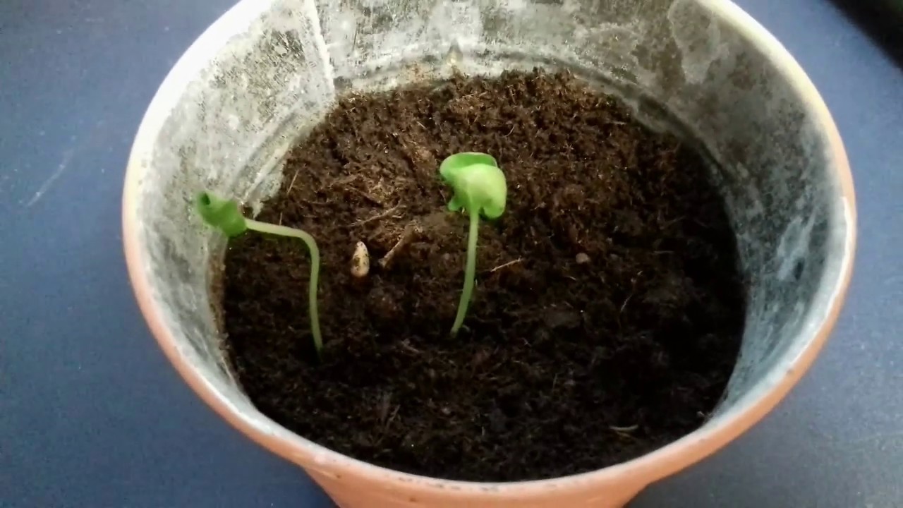 Anzucht Tipps f&uuml;r den Granatapfel