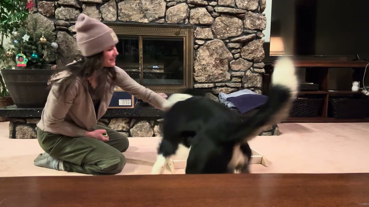 4.2 Shape get in the box - Sarah and Champ 4.0