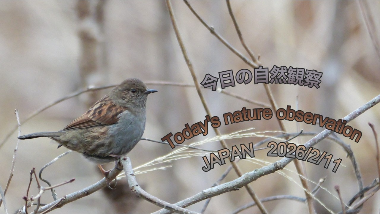 今日の自然観察　Today's nature observation　JAPAN  2026/2/11