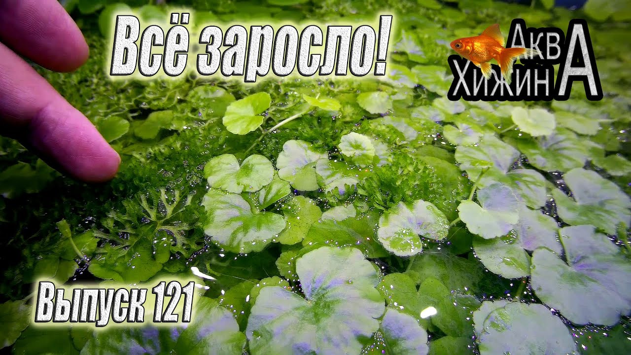 Пропустил подмену, и последствия не заставили себя ждать (Аква Хижина, выпуск 121)