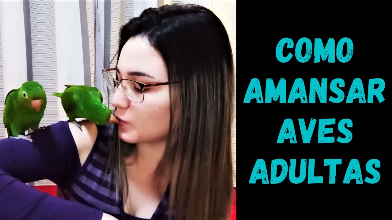 COMO AMANSAR AVES ADULTAS E ARISCAS | MARITACA | 2000 INSCRITOS
