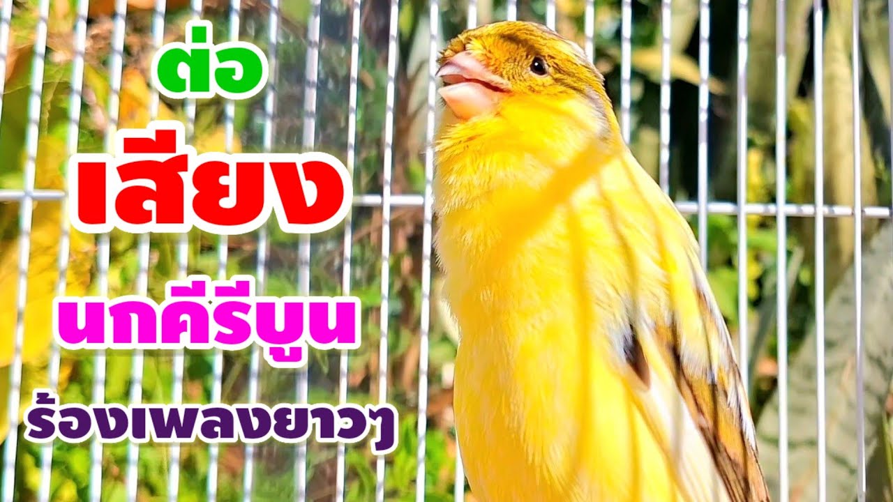 เสียงนกคีรีบูนร้องเพลงเพราะๆ ร้องเพลงยาวๆ ร้องเพลงเสียงดังมาก บรรยากาศในตอนเช้าสดชื่นสดใสมาก