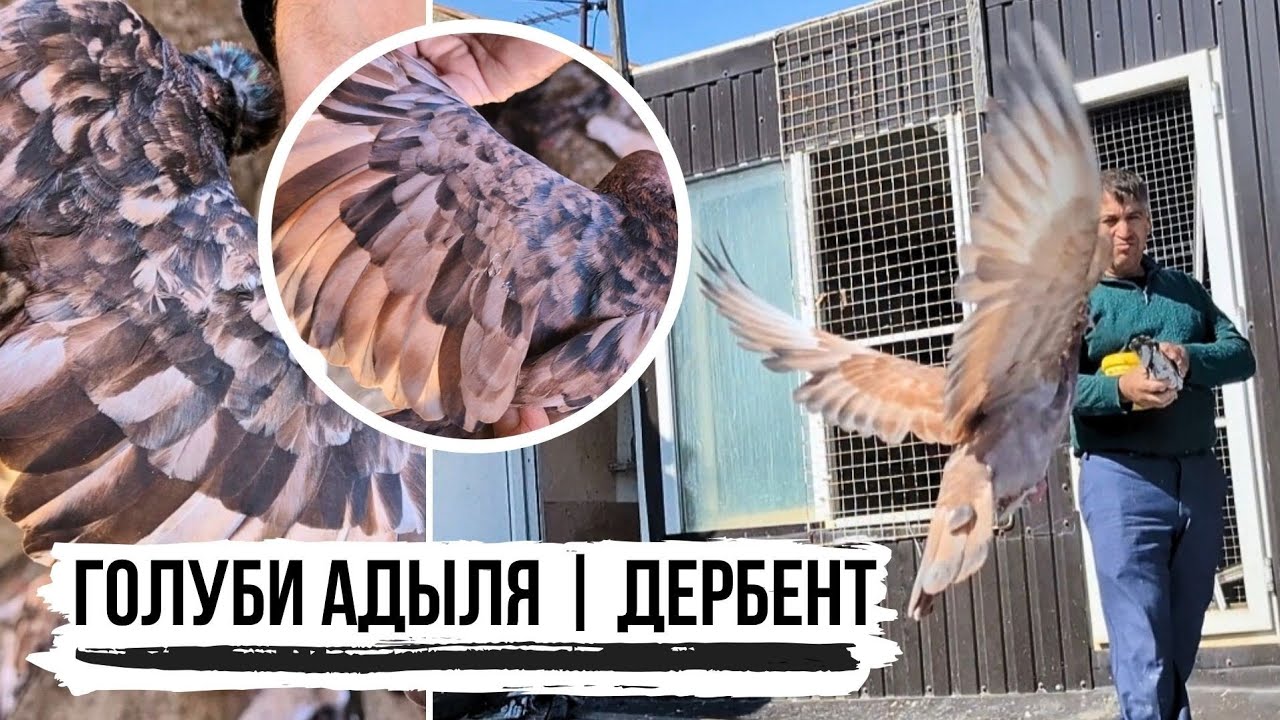 Эксклюзив❗️Мраморные бойные голуби Адыля, г. Дербент | Республика Дагестан | High-flying pigeons
