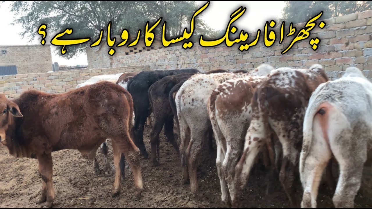 Bachra Farming Business in Punjab Pakistan #bachrafarming #cattlefarm