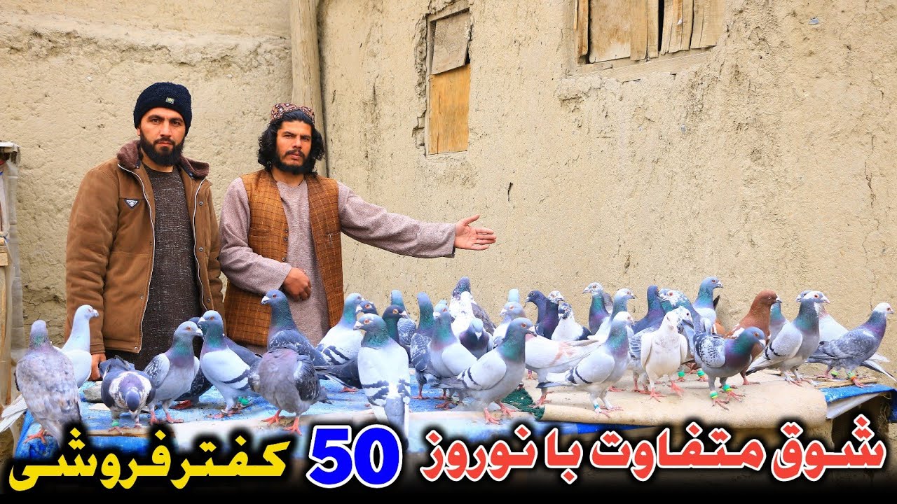 خبر خوش، 50 کفتر خاص فروشی ولایت نیمروز | بعد از سالها در کنار نوروز جان یار قدیم بود و لذت بردیم 