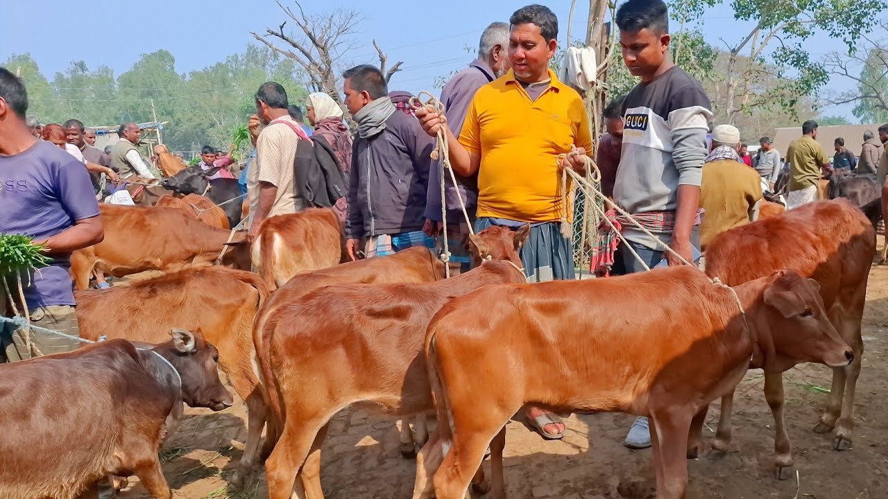 আজ ৮/২/২৬ | চাঁদপুরের খামারী কেমন দামে ছোট ছোট বাছুর কিনছেন | আমবাড়ী হাট 
