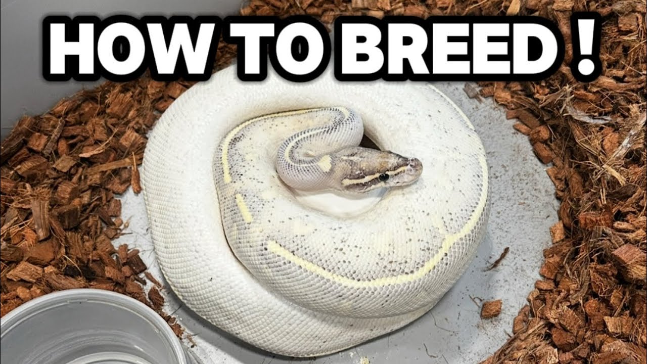 5 Simple Steps To Breed Ball Pythons