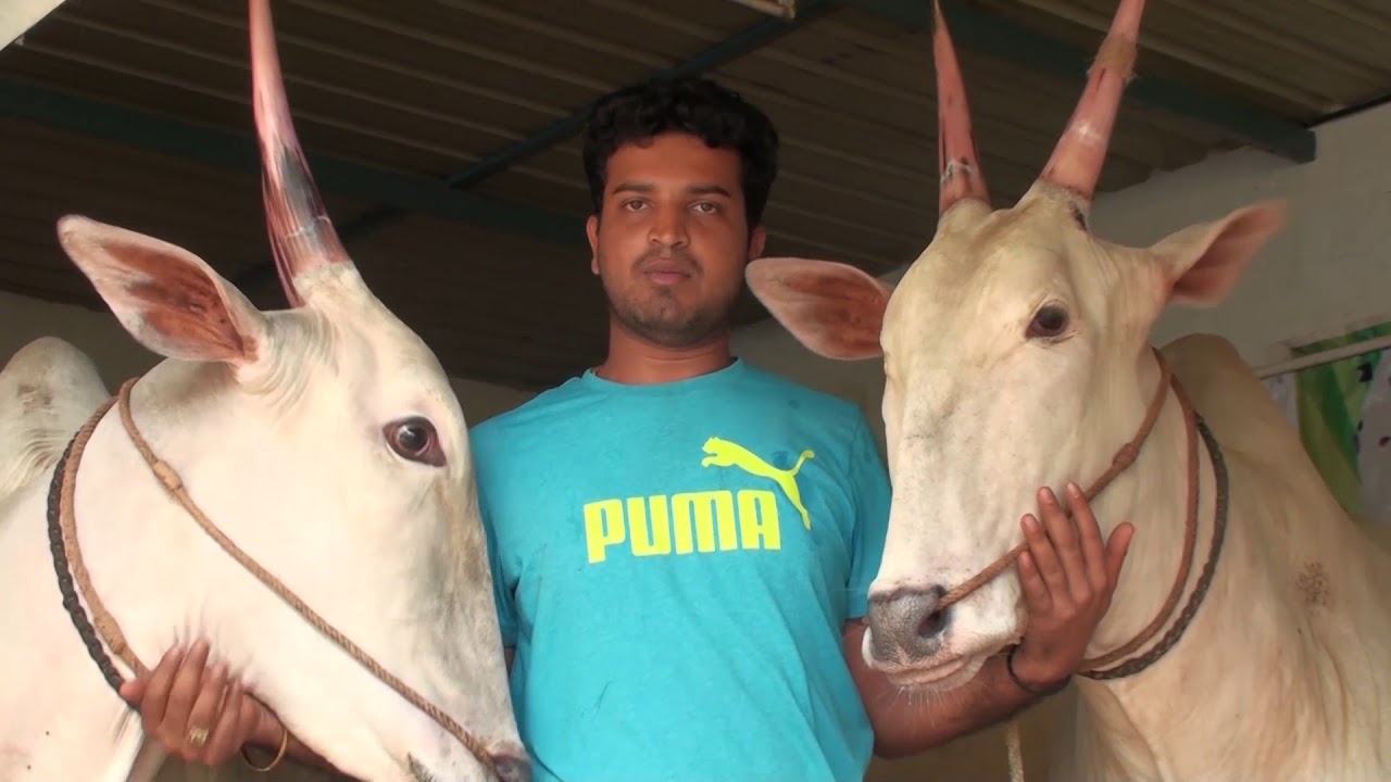 Varthur Santhosh explains about food for healthy bulls