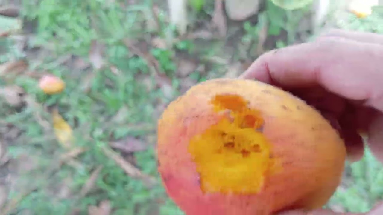 Safras De Mangas
