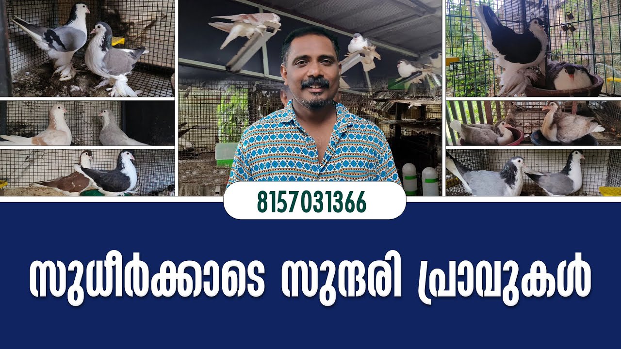 സുധീർ ഇക്കാടെ ലാഹോർ പ്രാവുകൾ #loft