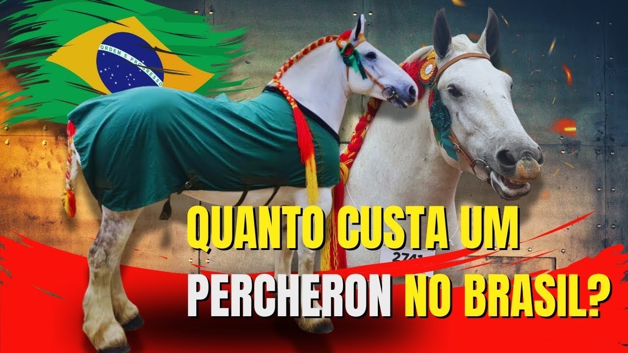 Os valores do cavalo PERCHERON  no Brasil E exterior. Veja quanto custa um cavalo puro.