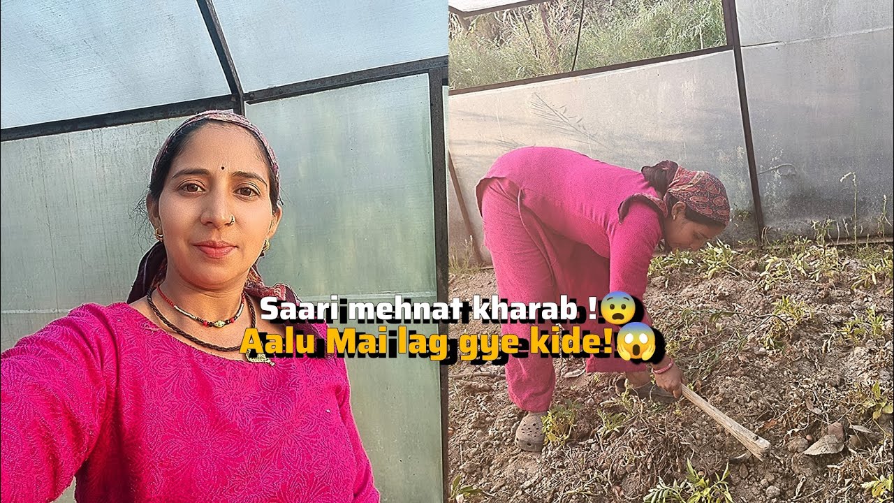 सारी मेहनत खराब! आलू में लग गए कीड़े!😱 #village #love #indianvillage 