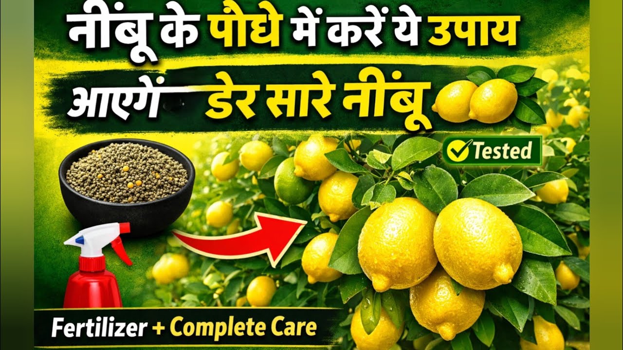 Nimbu ke Paudhe ki dekhbhal karne ke Tarike Janiye#live #livestreaming #livestream 