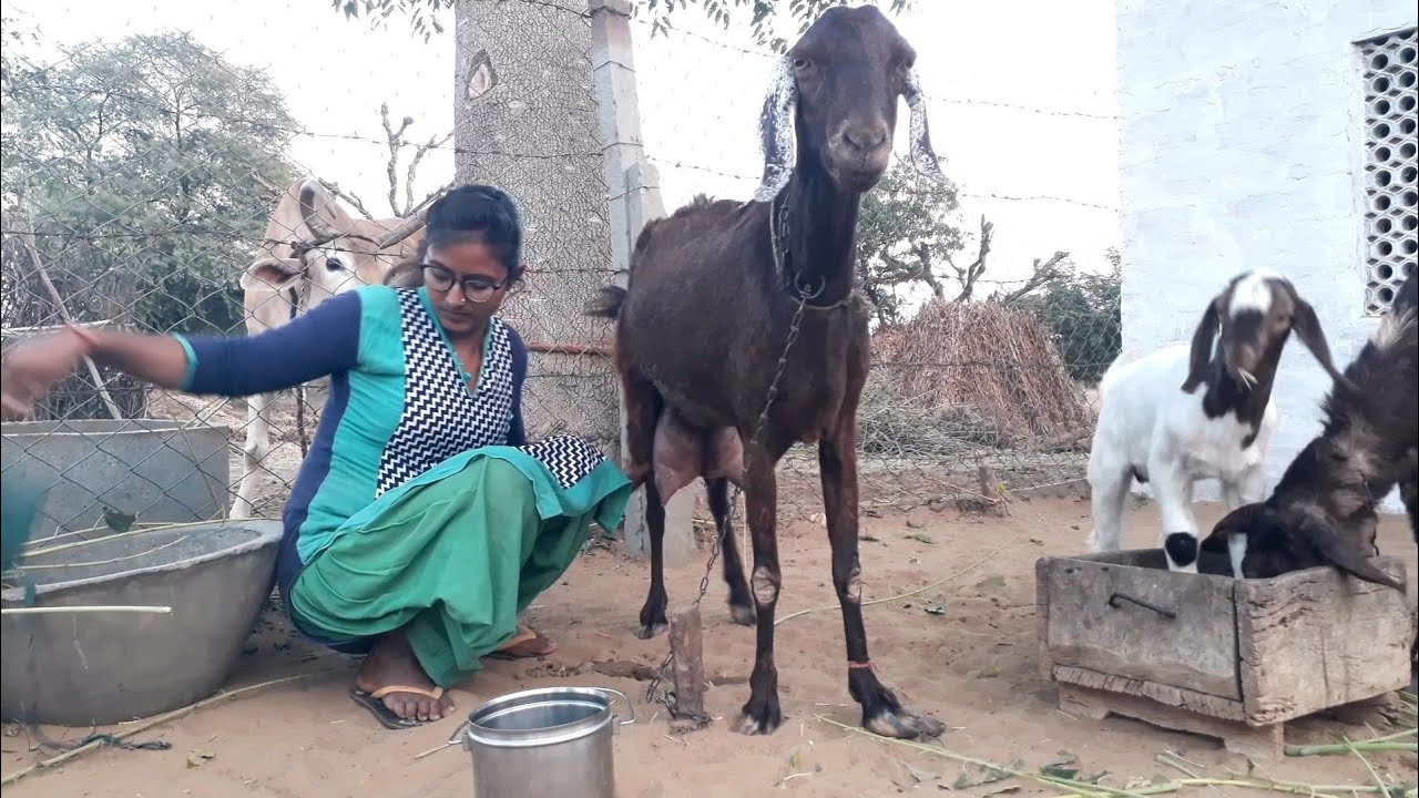 Goat Milking by hand Beautiful girl | Milking | daily Routine | Goat Milking by hand