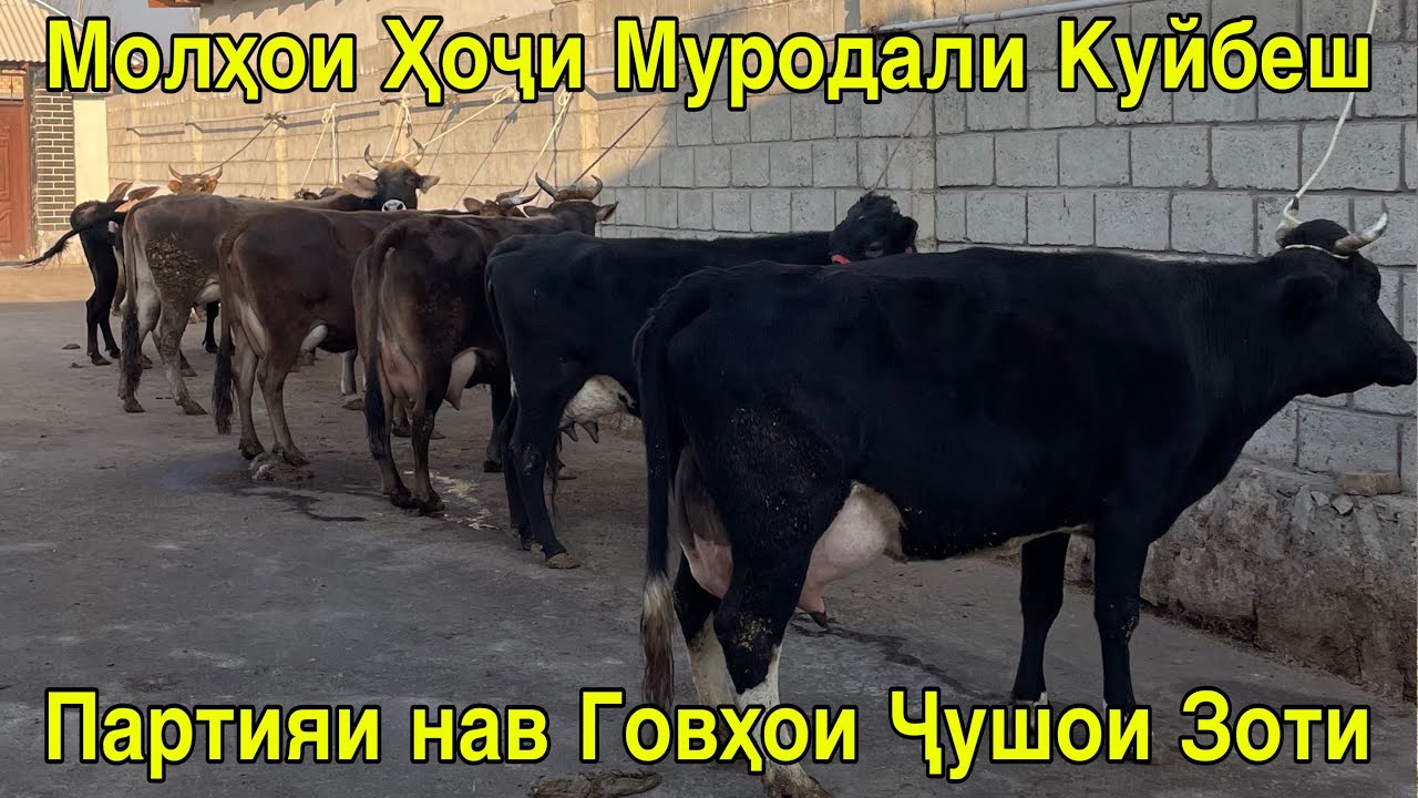 ПАРТИЯ НАВ ГОВҲОИ ҶУШОИ ЗОТИ НАРХИ ДАСТРАС БО ДОСТАВКАШ 14 января 2026 г.