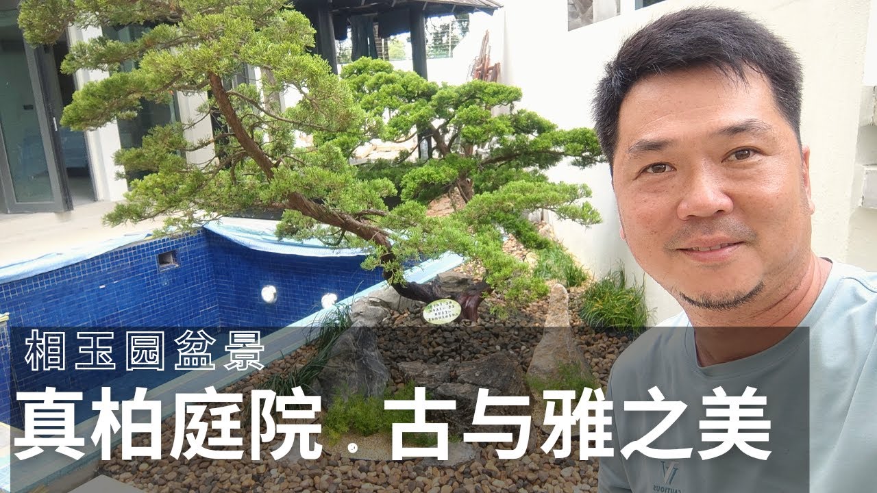 真柏庭院|古與雅之美
