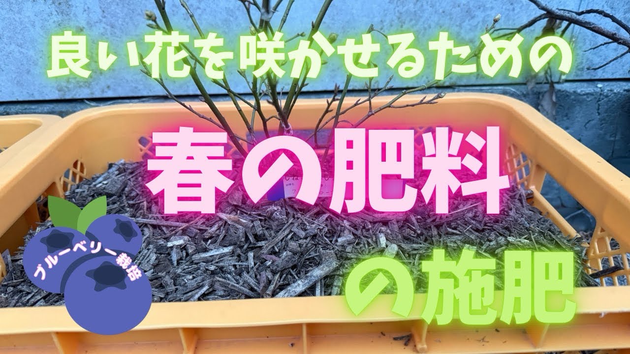 【ブルーベリー栽培】春の肥料