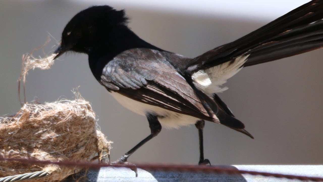 A zest for nests &ndash; Willie Wagtail pair builds four