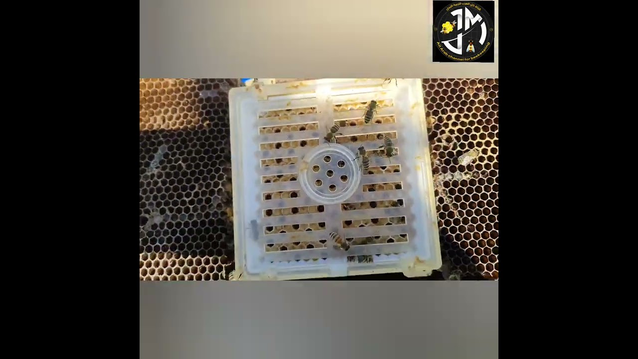 انتاج الملكات بواسطة جهاز جنتر