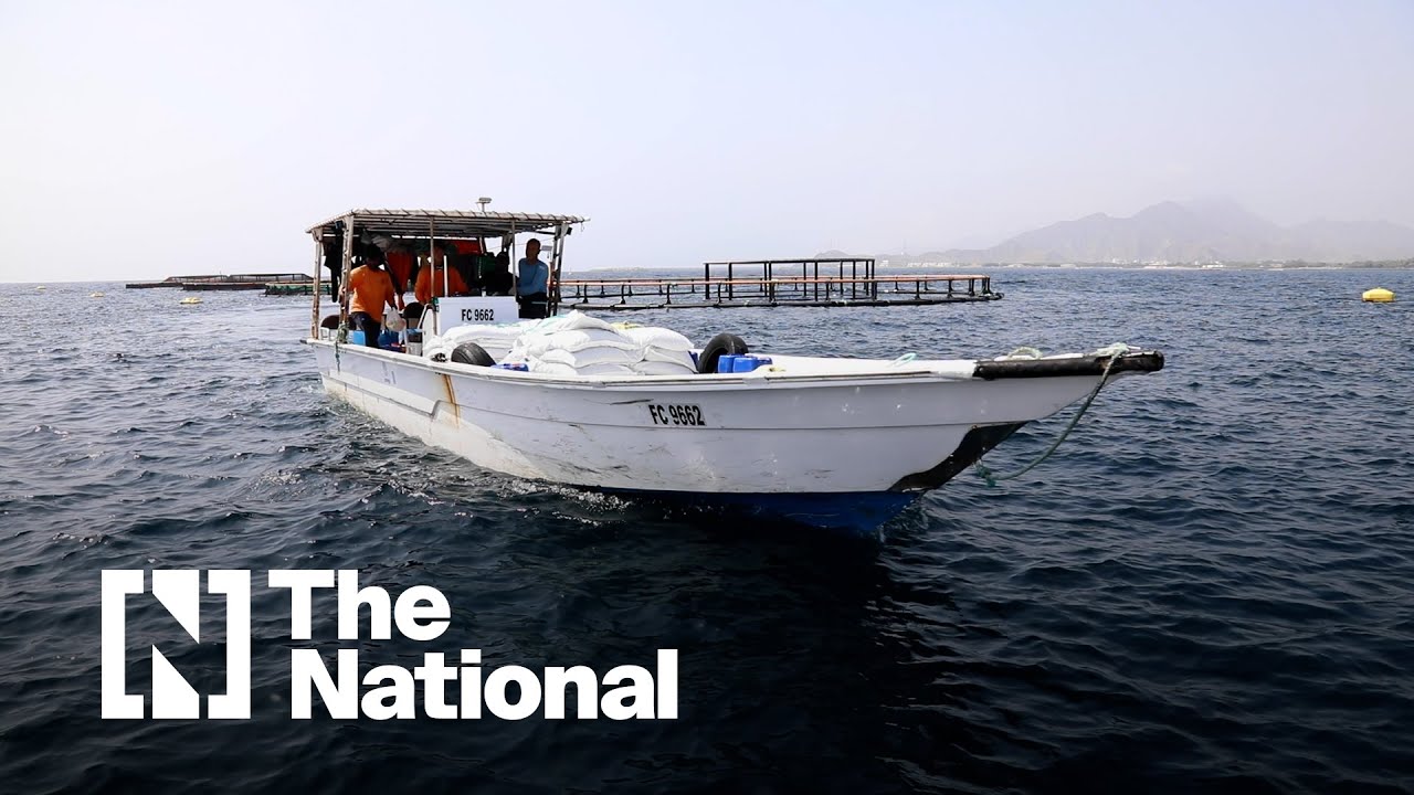 Watch: On board Fujairah's floating sea bream farm