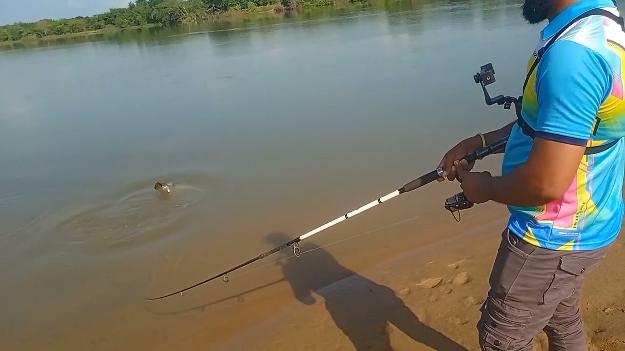 ବ୍ରାହ୍ମଣୀ ନଦୀରୁ ଧରା ହେଲା  ବିରାଟ ( Bekti )ମାଛ  // #fishing #viral #fish @pintubhaifishing 