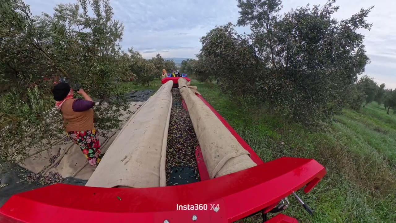 Zeytin hasadı 2025