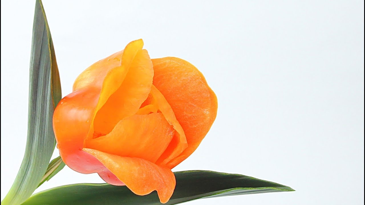 #208 How to make a sweet bell pepper tulip - carving garnish tutorial for beginners