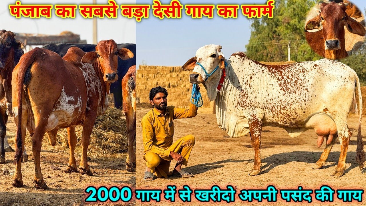 30000  से दाम शुरू, पंजाब का सबसे बड़ा 2000 गाय का फार्म। जो गाय पसंद आए वो ले जाओ। Fazilka, Punjab