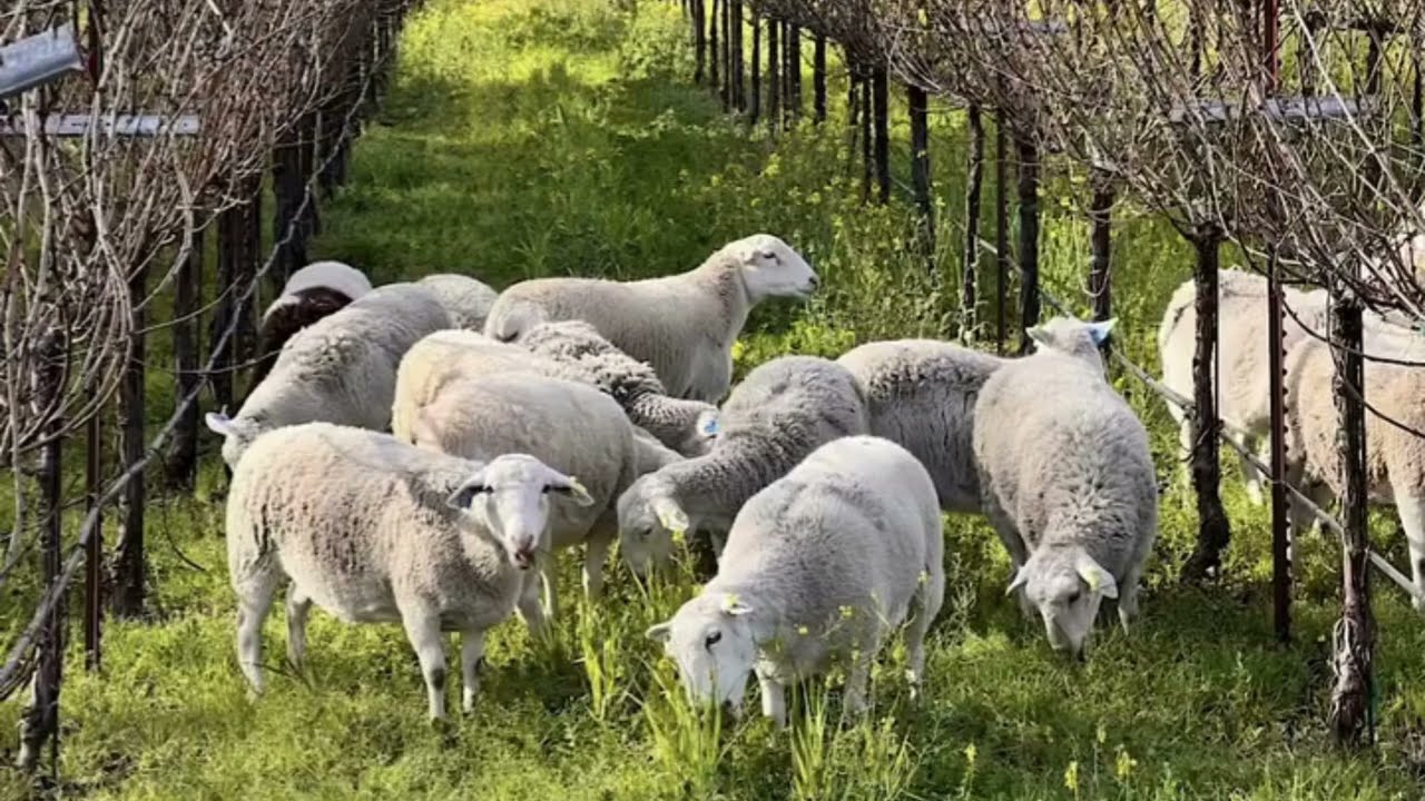 Sheep grazing in the vineyard- Napa Pasture Protein