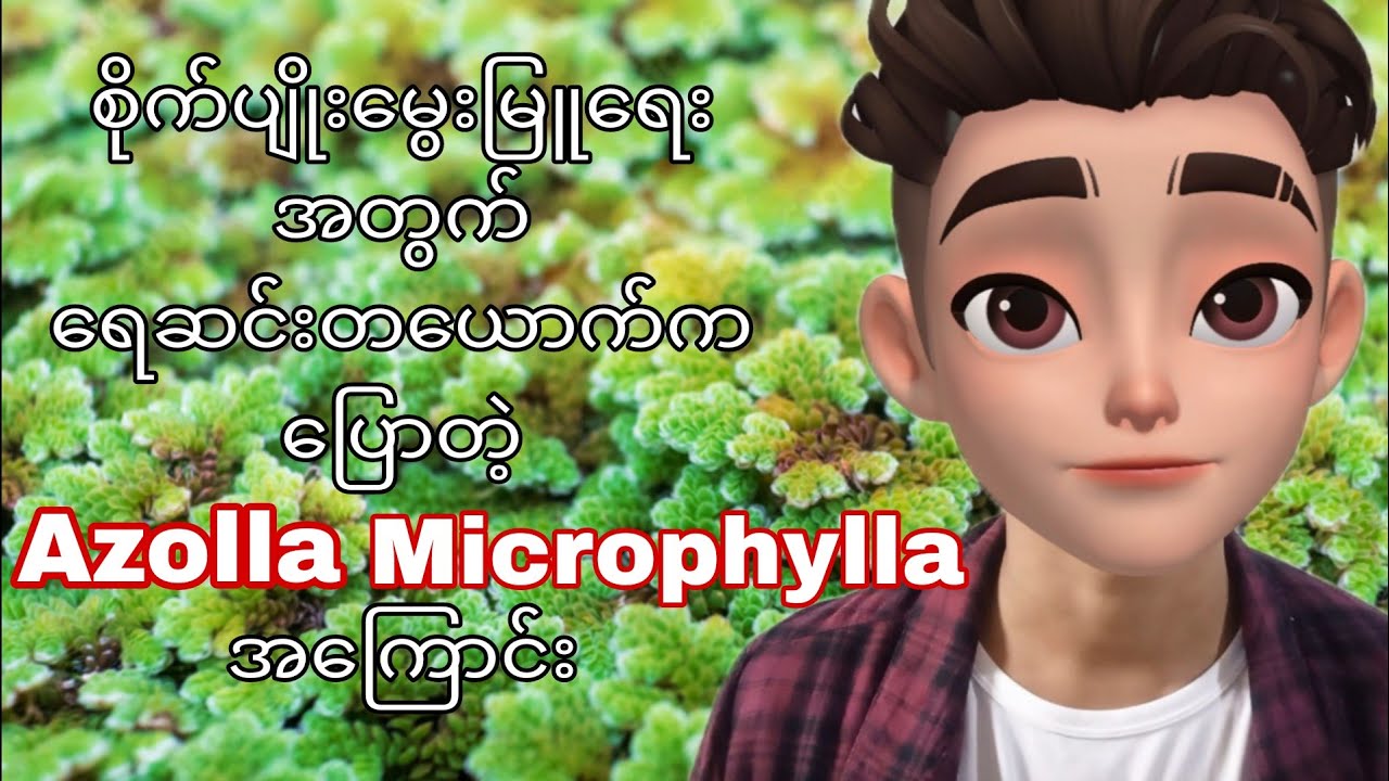 Azolla Microphylla (အေဇိုလာ) စိုက်ပျိုး စီးပွားတိုး