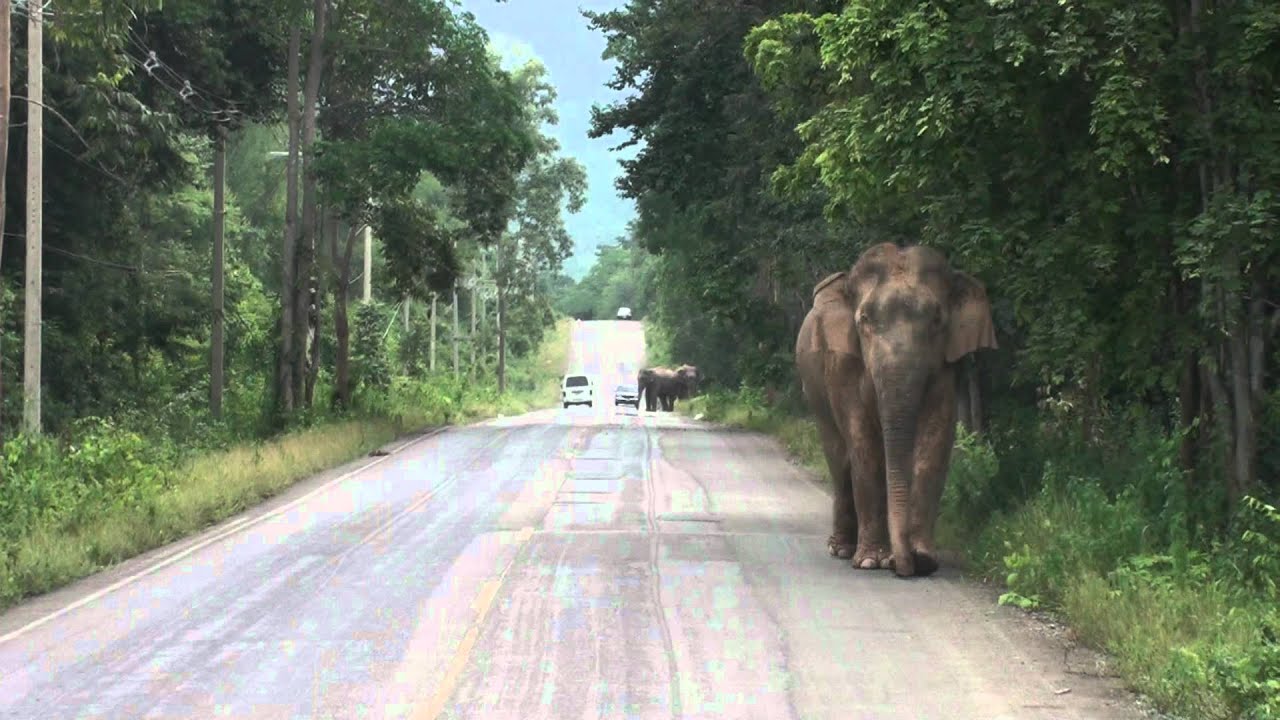 Wild elephants block road after feeding by locals at Pala-U