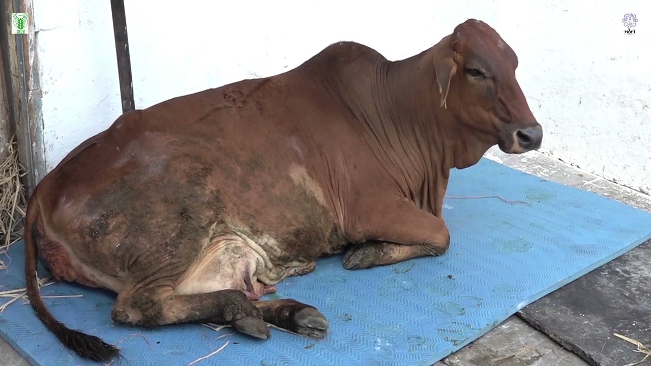 ICAR-NDRI-Technology no. 05 (Pregnant Cow, Colostrum and Calf)