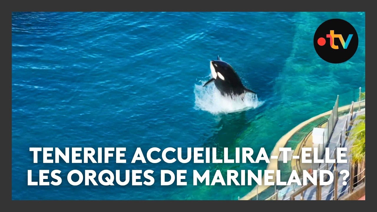 Orques de Marineland : on a visité le parc animalier de Tenerife qui pourrait les accueillir