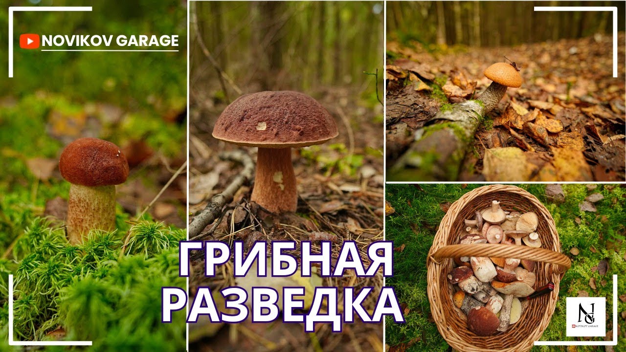 Грибная разведка 14 сентября 2025. Всеволожский район.