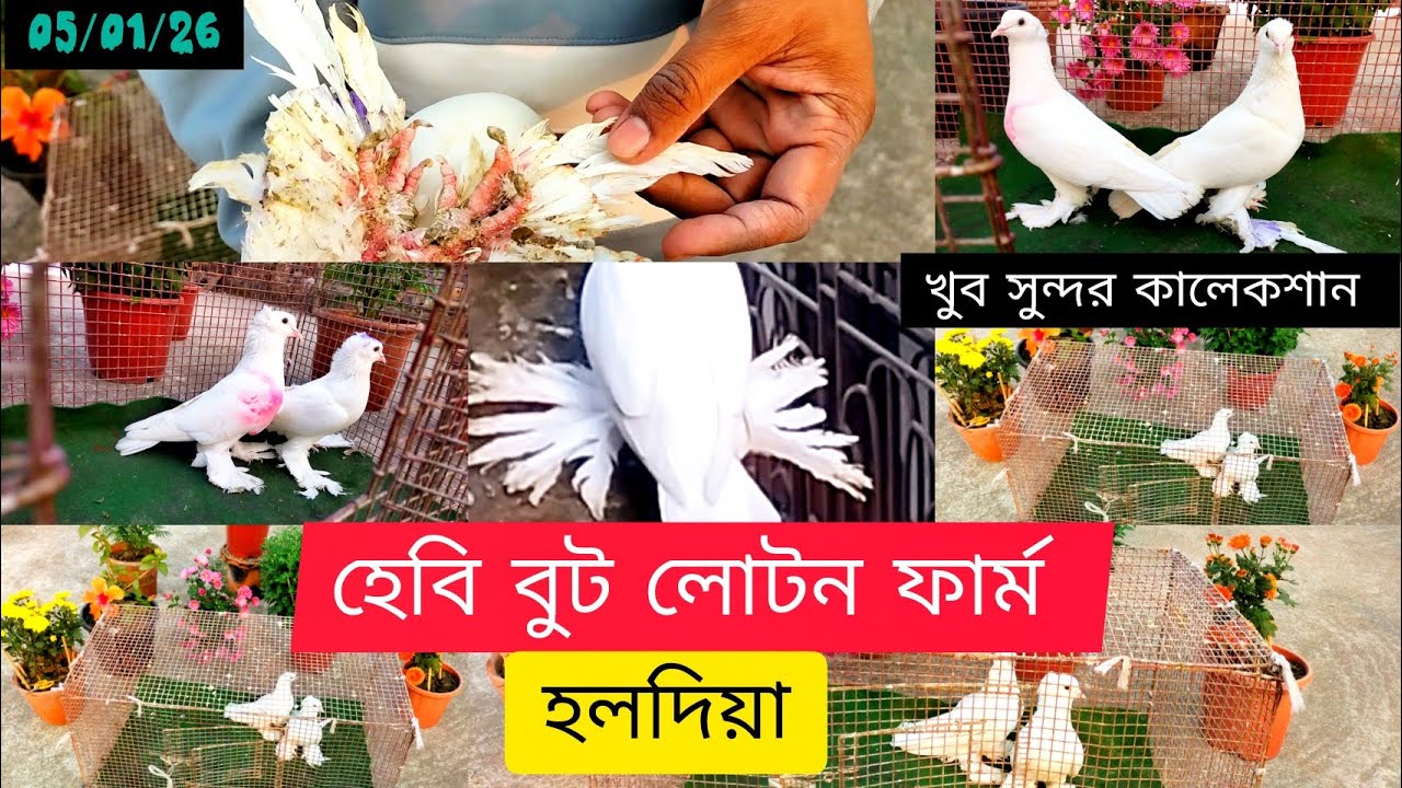 🎇হেবি বুট লোটন সেল।। পুর্ব মেদিনীপুর হলদিয়া. Recent New Video #smanimalscare99 