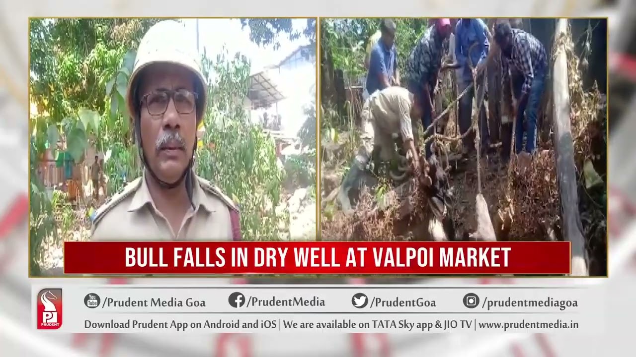 FIRE-FIGHTERS RESCUE BULL FROM DRY WELL IN VALPOI |  Prudent Media Goa