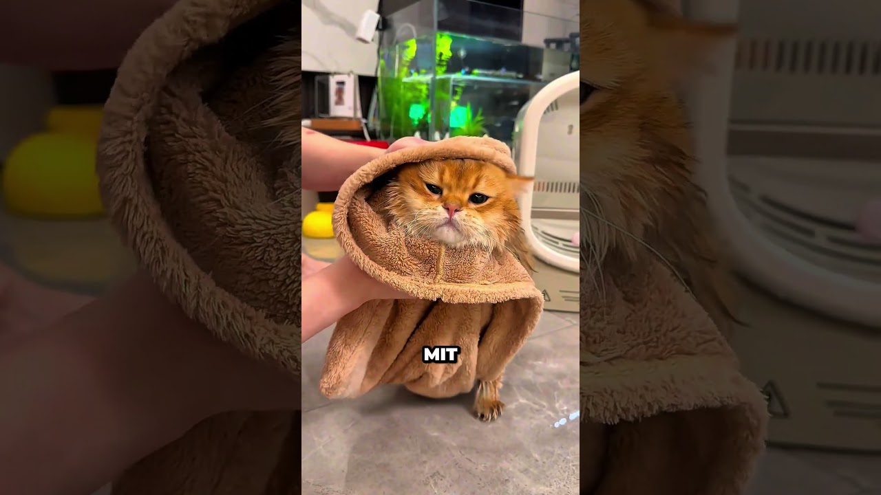 Vom Angsthasen zum Schwimmstar: Die Geschichte dieses Katers 🥹🐈#shorts