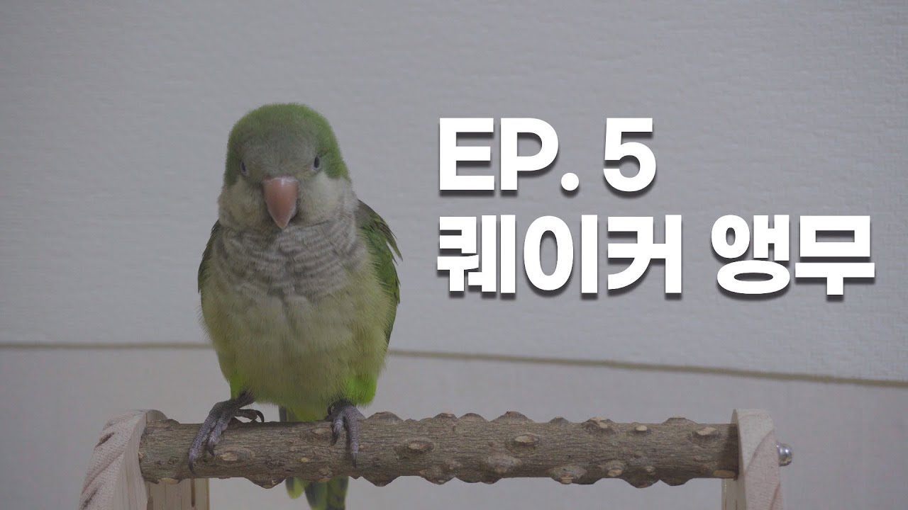 EP.5 중소형 앵무중 가장 말을 잘하는 앵무새, 퀘이커 앵무를 입양 했습니다.ㅣ세상 모든 생물을 '키아보자'