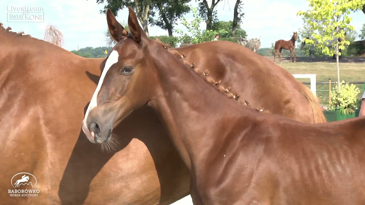 Ascot Z (Aganix du Seigneur x Kannan) Czempionat Źrebiąt Baborówko 2021
