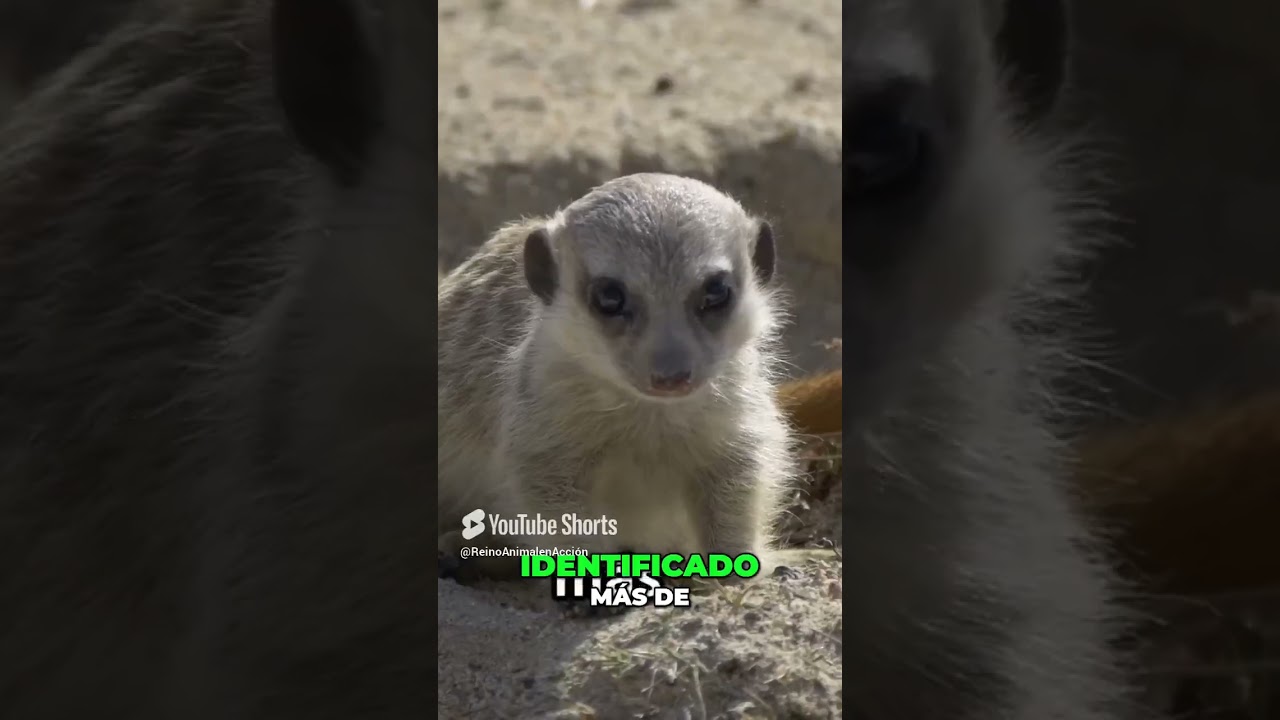Sonidos de Suricatas: La Inteligencia Animal en Acci&oacute;n #suricatas #sonidosanimales