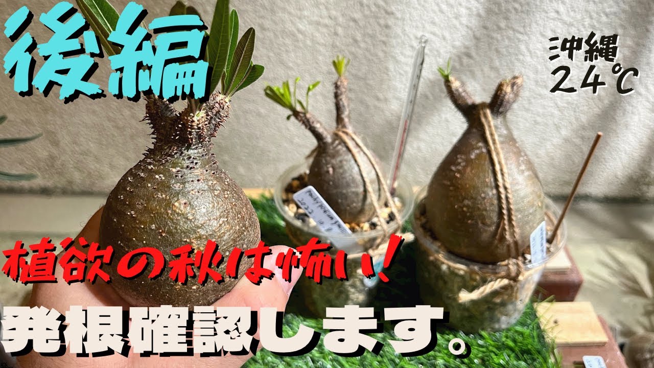 【塊根植物】後編！ちびグラキリス発根管理。発根してますように。
