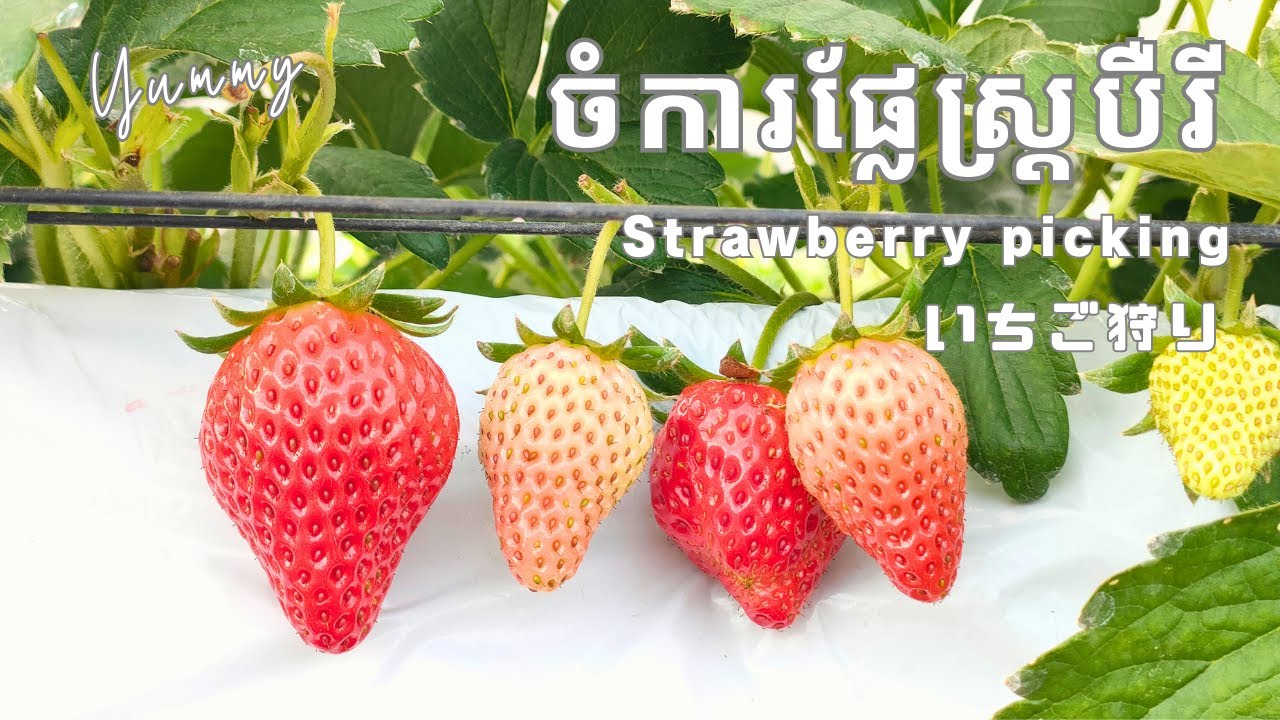 តោះទៅញុាំផ្លែស្ត្របឺរី Strawberry picking いちご狩り