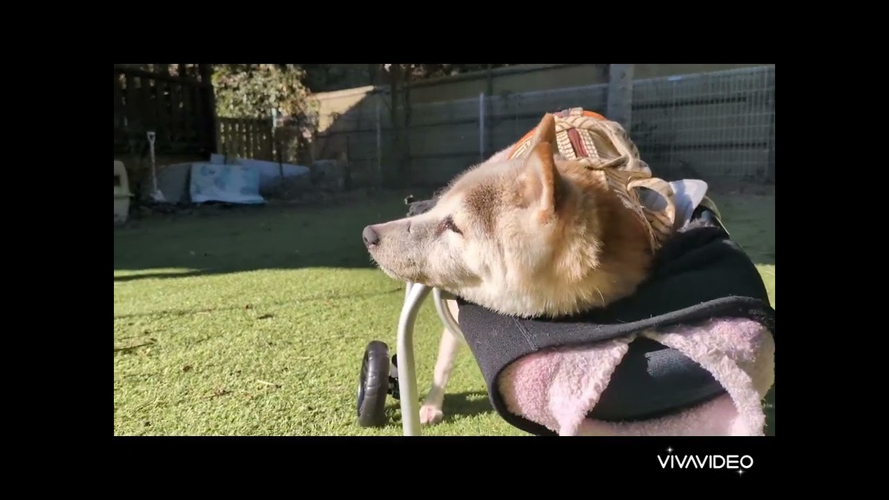 まったりイチちゃん　柴犬介護